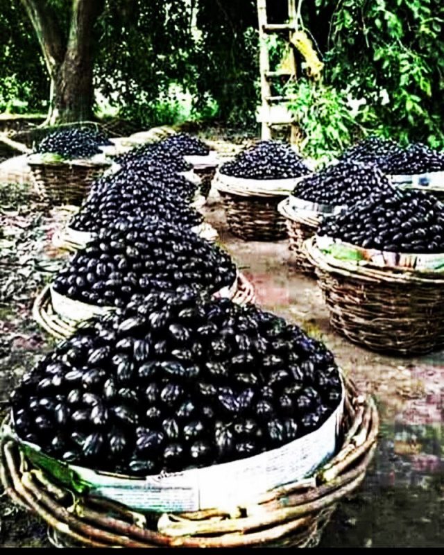 JAMUN MELOMEL