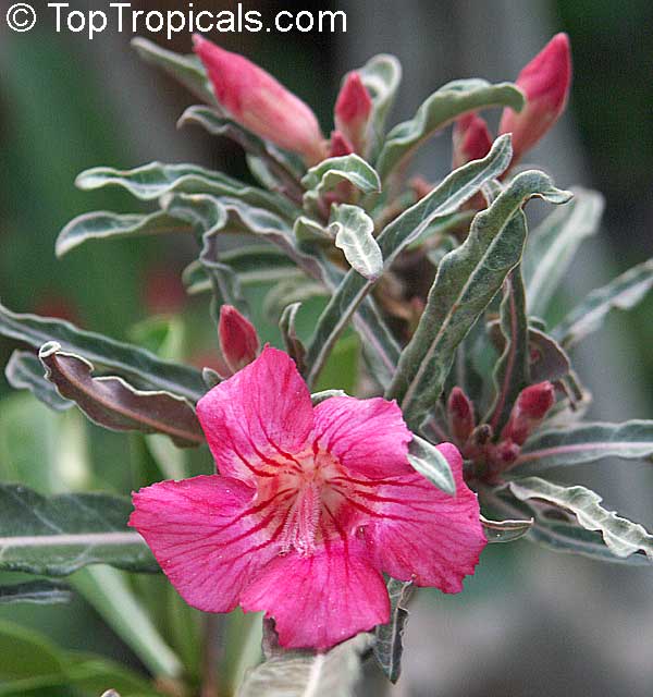 SOMA DESERT ROSE